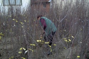 Naši se ljudi vole baviti voćarstvom i vinogradarstvom