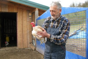 Organska proizvodnja jaja