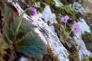 Srpska i Natalijina ramonda zajedno rastu samo kraj Niša