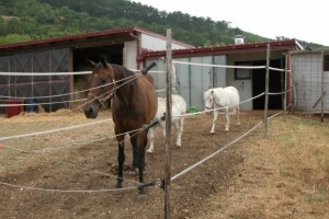 Ranč Majić-Zec u Brnazama kod Sinja