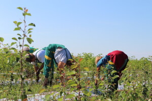 Rasadnik Karolina Osijek