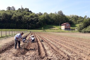 Ninići povadili 2.500 sadnica voća kako bi ih spasili od poplava i ponovo posadili