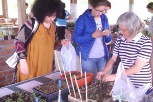 Razmjena sadnica i presadnica