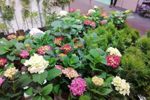 Uzgoj začinskog i lekovitog bilja