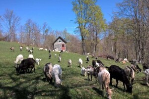 Farma koza pod obroncima planine Vranice