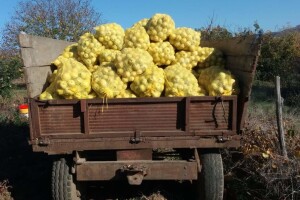 Šta je sulc i kako je protekla berba dunje u Timočkoj krajini?