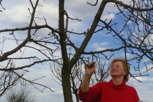 Orezivanje voćnjaka