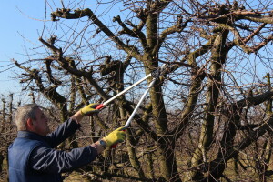 Rezidba jabuke, šljive i višnje