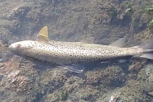 Pomor ribe u Đetinji