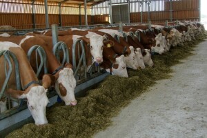 Izvorne pasmine životinja