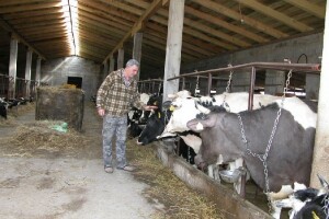 Bez mljekarstva neće biti ni stočarstva