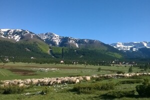 Uzgoj koza u Parku prirode Blidinje