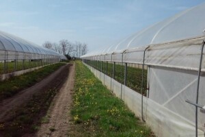 Baranja kao mala Kalifornija