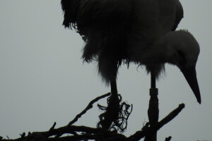 Spašavanje mlade rode zapetljane u špagu za baliranje sijena