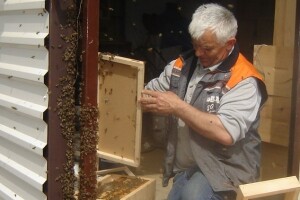 Nakon podmetnutog požara u pčelinjaku