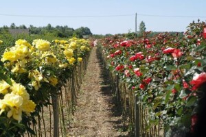 Rasadnik ruža Virag