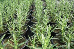 Začinsko i ljekovito bilje - uradi sam!