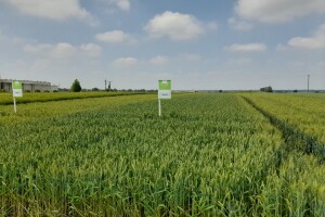 Dani polja pšenice RWA sorti