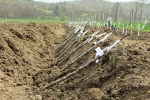Stare sorte trešanja, krušaka i jabuka