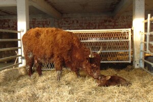 Telić Bingo, prvi potomak pasmina Limousin i Salers u Hrvatskoj