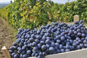 Vina iz Šumadije dobila oznaku geografskog porekla