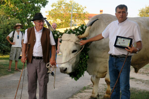 Smotra istarskih volova - boškarina u Kanfanaru