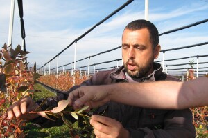 Zasadi borovnice u novembru