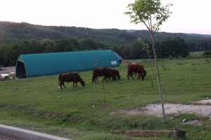 Savjetovanje uzgajivača goveda u sustavu krava-tele