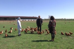 Farma koka nesilica u Soljanima