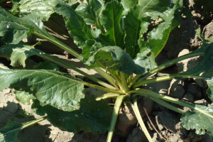 Dan polja šećerne repe Tvornice šećera Viro