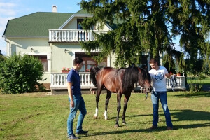 Ergela obitelji Serdar