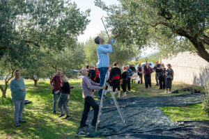 Dani berbe maslina u Hercegovini