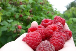 Tradicionalni sokovi Salkića