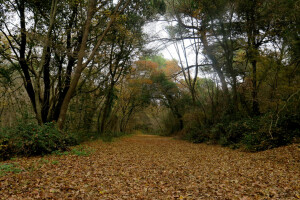 Šijanska šuma Pula