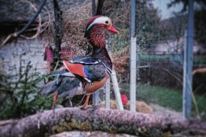 Neobični kućni ljubimci