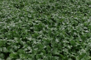 Stanje usjeva u zapadnoj Slavoniji