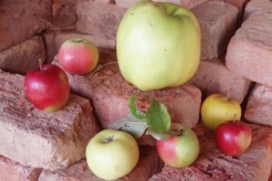 Je li ovo prvi smokvik u Slavoniji?