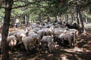 Na obiteljskom imanju Vuica u Cisti Velikoj