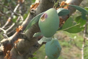 Šteta od grada kod Milivoja Božića iz sela Miličinica kod Valjeva