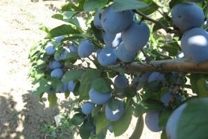 Čačanska rana šljiva