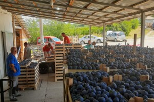 Otkup šljive u Gornoj Trnavi