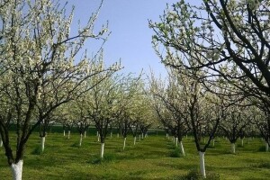 Poticaj za uzgoj autohtonih sorti šljive