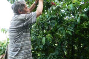 Slobodan Stojanović poklanja trešnje da ne bi propale