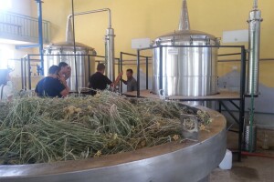 Stručnjak s Korzike obišao hercegovačke plantaže smilja