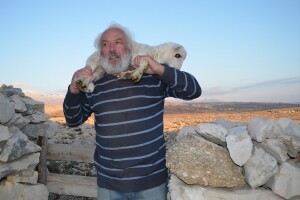 Sobina i čagljevi ugrožavaju paško ovčarstvo