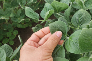 Fitotoksičnost soje