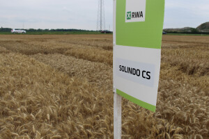 RWA Solindo pobjednik u pokusu kombinata Belje d.d. - prinos 9.910 kg po hektaru
