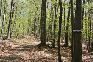 Prašuma u Srbiji - "Danilova kosa"