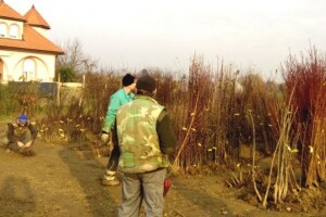 Rasadnik Displantarium u Starom Petrovom selu