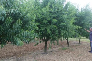 Rasadnik Displantarium